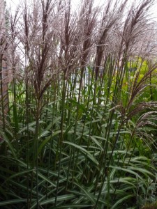 Miscanthus sinensis Malepartus