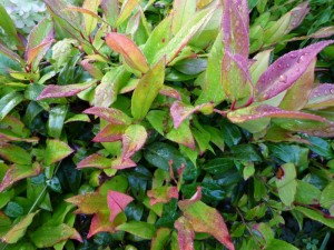 Leucothoe Leucothoe