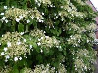 klinhortensia klimhortensia
