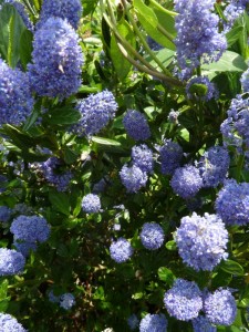 Ceanothus Concha Ceanothus Concha