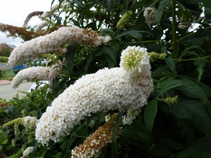 Buddleja White profusion Buddleja White profusion