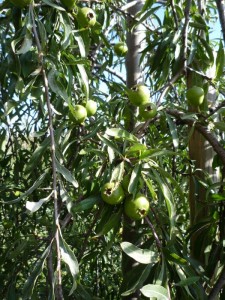 Pyrus Salicifolia Pendula Pyrus Salicifolia Pendula