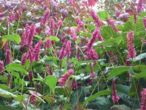 Persicaria amplexicaulis ‘Inverleith’ Persicaria amplexicaulis ‘Inverleith’