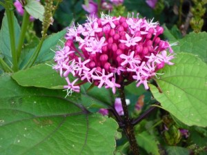 Clerodendrum bungeï Clerodendrum bungeï