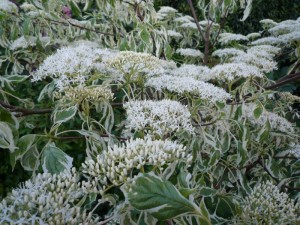 Cornus Controversa Variegata Cornus Controversa Variegata