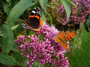 Eupatorium Eupatorium
