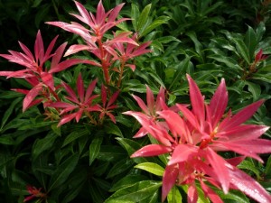 Pieris japonica 'Forest Flame' Rotsheide