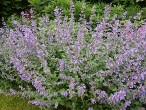 Nepeta faassenii Nepeta faassenii