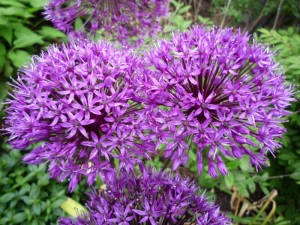 Allium Allium