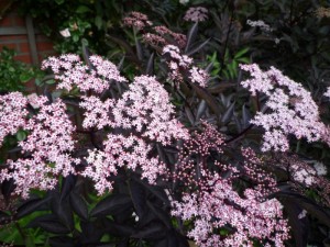 Sambucus Nigra ‘Black Beauty’