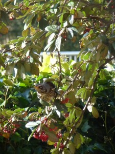 Cotoneaster lacteus Cotoneaster lacteus
