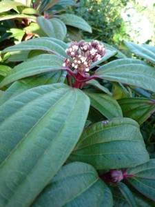 Viburnum davidii