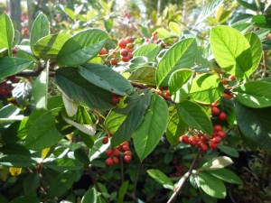 Cotoneaster lacteus Cotoneaster lacteus