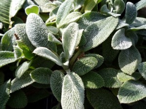 Stachys byzantina ‘Silver Carpet’ Stachys byzantina ‘Silver Carpet’