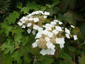 Hydrangea quercifolia eikenbladhortensia