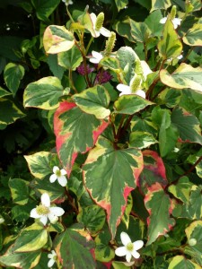Houttuynia cordata ‘Chameleon’ Houttuynia cordata ‘Chameleon’