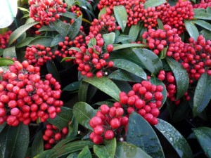 Skimmia Skimmia