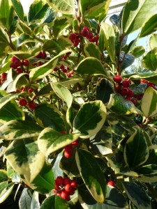 Ilex altaclerensis 'Golden King'