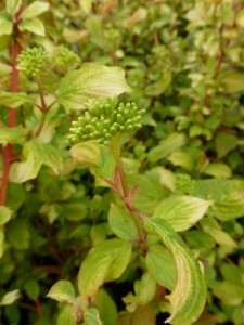 Cornus sanguinea Midwinter Fire Cornus sanguinea Midwinter Fire