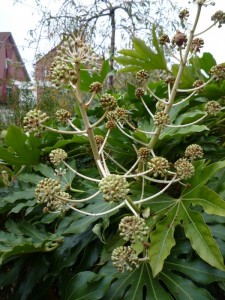 Fatsia japonica Fatsia japonica