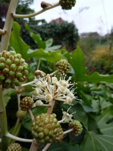 Winter bloeiende planten Winter bloeiende planten