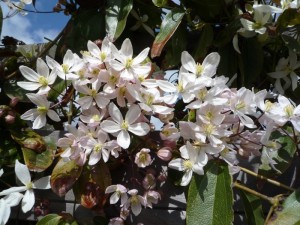 Clematis Armandii Clematis Armandii