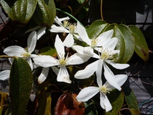 Clematis Armandii