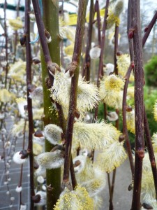 Salix caprea ‘Kilmarnock’