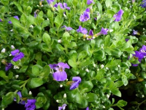 Aubrieta Aubrieta