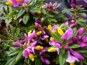 polygala purple passion polygala purple passion