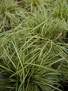 Carex oshimensis Evergold Carex oshimensis Evergold