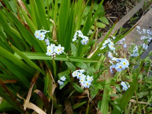 Myosotis Palustris Myosotis Palustris