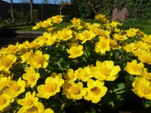Caltha palustris Caltha palustris