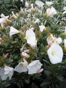 Convolvulus cneorum Convolvulus cneorum