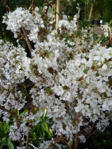 Prunus nipponica Brilliant Prunus nipponica Brilliant
