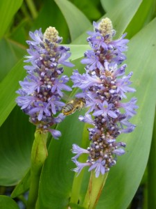 Pontederia Cordata Pontederia Cordata