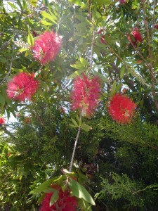 Callistemon Citrinus