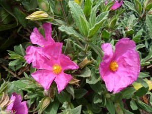 Cistus pulverulentus Cistusroos
