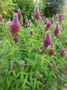 Trifolium rubens Trifolium rubens