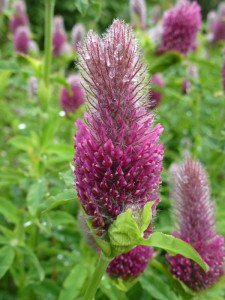 Trifolium rubens Trifolium rubens