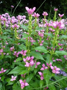 Chelone obliqua Schildpadbloem