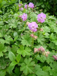 Geranium cant. Cambridge Ooievaarsbek