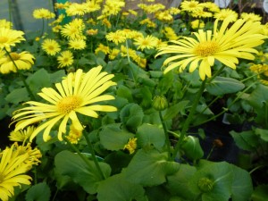 Doronicum orientale Voorjaarszonnebloem