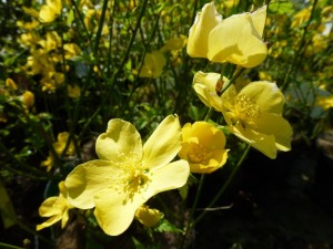 Kerria japonica Ranonkelstruik