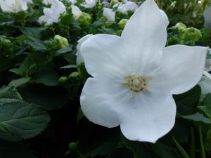Platycodon grandiflorus Ballonklokje