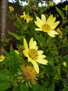 Helianthus Lemon Queen Helianthus Lemon Queen