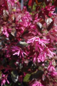 Loropetalum chinense Fire Dance Loropetalum chinense Fire Dance