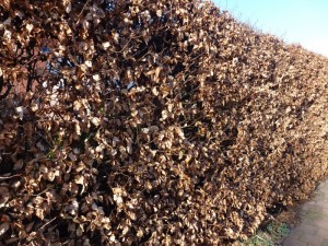 Fagus sylvatica Fagus sylvatica