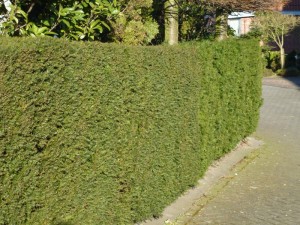 Taxus baccata Taxus baccata