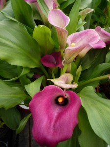 Zantedeschia Zantedeschia